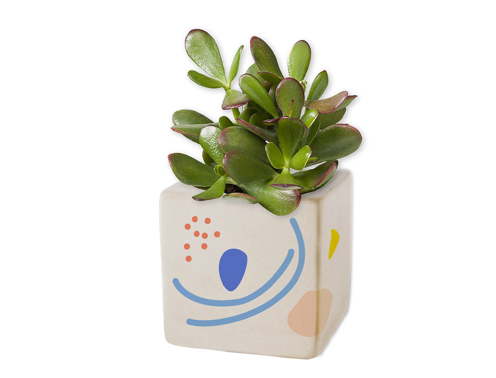 POT EN CERAMIQUE SODERTEX CARR 7 X 7 X 7 CM - 6 PCS     1 COLORIS