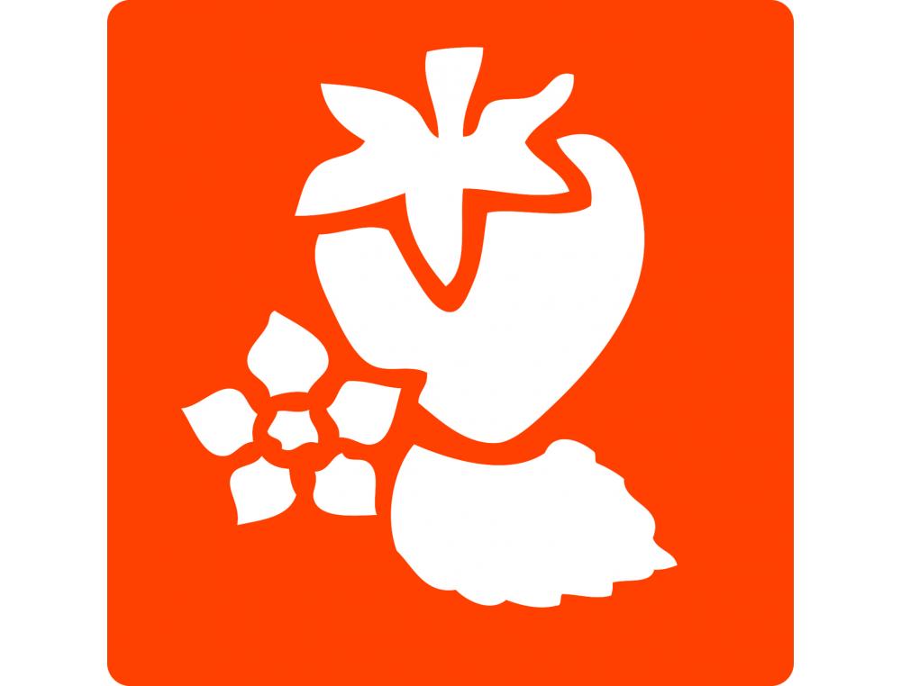 POCHOIRS GRAINE CREATIVE A DESSINER FRUITS PLASTIQUES    LAVABLES 6 UNITES ASSORTIS